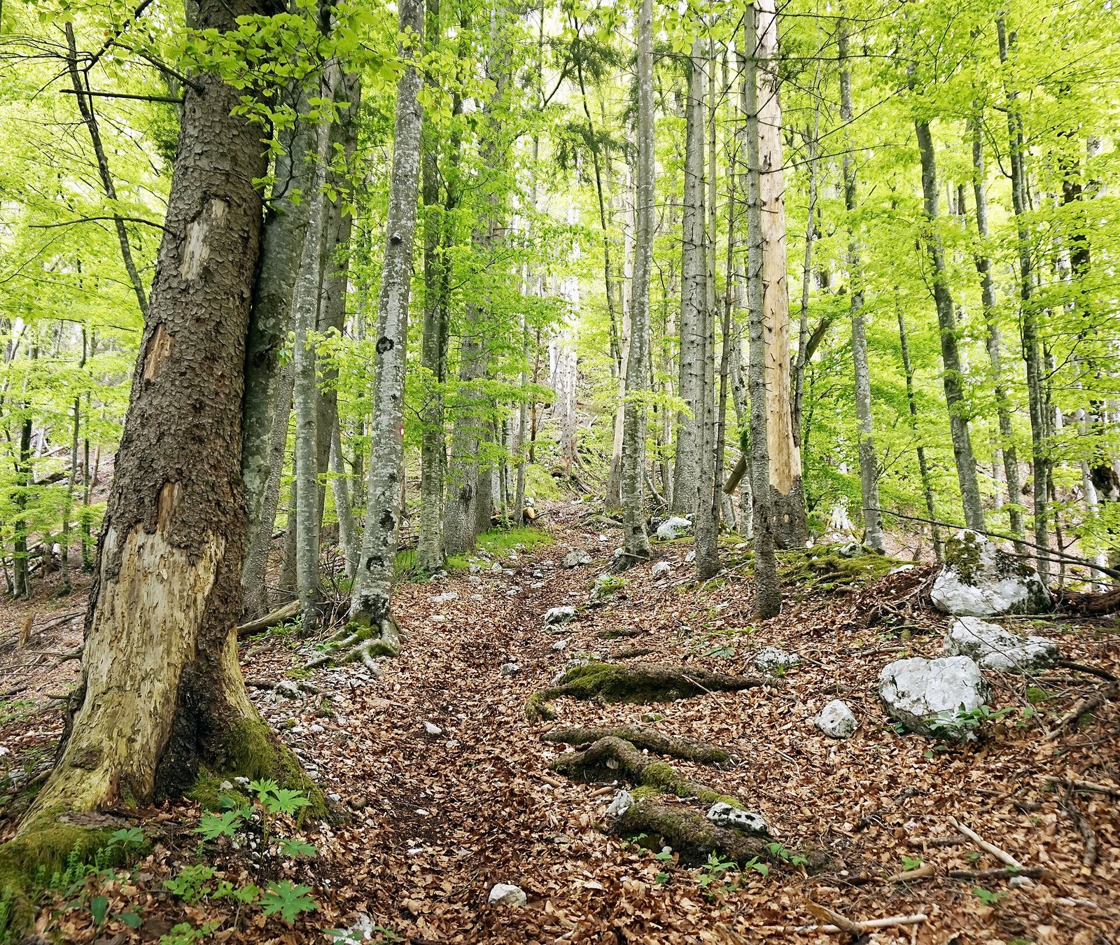 Marked hiking trail in Triglav National Park in the Slovenian Alps